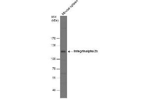 WB Image Mouse tissue extract (50 μg) was separated by 7. (Integrin Alpha2b 抗体  (Internal Region))
