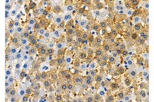 ABIN6263514 and ABIN6277335 at 1/100 staining Rat liver tissue by IHC-P. (NAP1L1 抗体  (C-Term))