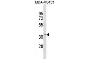 OR11A1 Antibody (C-term) (ABIN1881596 and ABIN2838712) western blot analysis in MDA-M cell line lysates (35 μg/lane). (OR11A1 抗体  (C-Term))