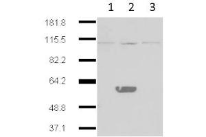 Western Blot of Mouse Anti-IDO2 antibody. (IDO2 抗体)