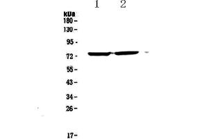 Western blot analysis of Egr1 using anti-Egr1 antibody . (EGR1 抗体  (AA 239-327))