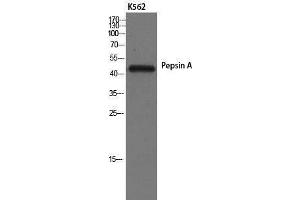 Western Blotting (WB) image for anti-Pepsin A (Internal Region) antibody (ABIN3186390) (Pepsin A 抗体  (Internal Region))