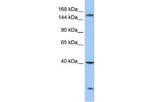 Western Blotting (WB) image for anti-Carboxypeptidase D (CPD) antibody (ABIN2459689) (CPD 抗体)