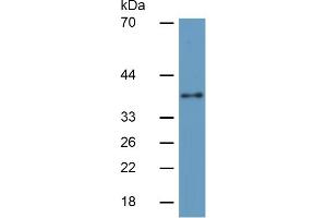 Rabbit Capture antibody from the kit in WB with Positive Control: Sample Human Hela Cells; . (INHBC ELISA 试剂盒)