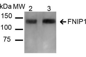 Western blot analysis of Mouse, Rat Kidney showing detection of ~131 kDa FNIP1 protein using Rabbit Anti-FNIP1 Polyclonal Antibody . (FNIP1 抗体  (PE))