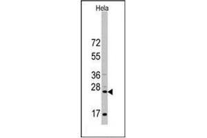 Image no. 2 for anti-CD8 (CD8) (AA 66-96), (N-Term) antibody (ABIN356887) (CD8 抗体  (N-Term))