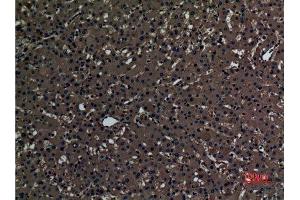 Immunohistochemistry (IHC) analysis of paraffin-embedded Human Liver, antibody was diluted at 1:100. (PAOX 抗体  (Internal Region))