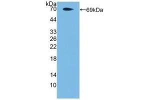 Detection of Recombinant PAR4, Human using Polyclonal Antibody to Protease Activated Receptor 4 (PAR4) (F2RL3 抗体  (AA 48-385))