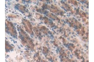 Detection of MMP10 in Rat Stomach Tissue using Polyclonal Antibody to Matrix Metalloproteinase 10 (MMP10) (MMP10 抗体  (AA 154-465))