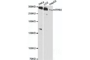 Western blot analysis of extracts of various cell lines, using ITPR3 antibody (ABIN6293224) at 1:3000 dilution. (ITPR3 抗体)