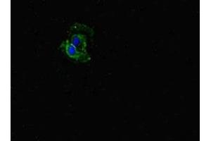Immunofluorescent analysis of Hela cells using ABIN7152505 at dilution of 1:100 and Alexa Fluor 488-congugated AffiniPure Goat Anti-Rabbit IgG(H+L) (FBXW5 抗体  (AA 265-494))