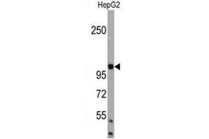 Western blot analysis of BRA1 Antibody (N-term) in HepG2 cell line lysates (35 μg/lane). (AMBRA1 抗体  (N-Term))