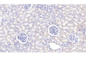 Detection of PIGR in Bovine Kidney Tissue using Polyclonal Antibody to Polymeric Immunoglobulin Receptor (PIGR) (PIGR 抗体  (AA 250-341))