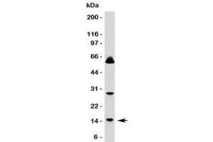 Western blot testing of SUMO1 antibody and HeLa lysate. (SUMO1 抗体)