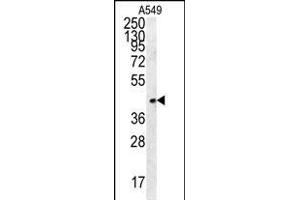 Western Blotting (WB) image for anti-Follistatin-Like 1 (FSTL1) (AA 280-308), (C-Term) antibody (ABIN654491)