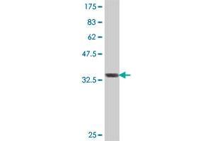 Western Blotting (WB) image for anti-CTD (Carboxy-terminal Domain, RNA Polymerase II, Polypeptide A) Small Phosphatase 2 (CTDSP2) (AA 1-99) antibody (ABIN564370)