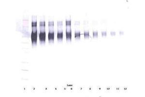 Image no. 1 for anti-Intercellular Adhesion Molecule 1 (ICAM1) antibody (ABIN465660) (ICAM1 抗体)