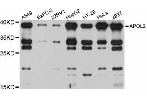 Western blot analysis of extracts of various cell lines, using APOL2 antibody (ABIN6290020) at 1:1000 dilution. (Apolipoprotein L 2 抗体)