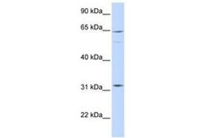 Image no. 1 for anti-rho GTPase Activating Protein 25 (ARHGAP25) (AA 504-553) antibody (ABIN6741448) (ARHGAP25 抗体  (AA 504-553))