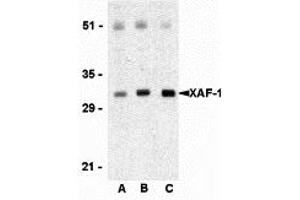 Western Blotting (WB) image for anti-XiAP Associated Factor 1 (XAF1) (C-Term) antibody (ABIN1030804) (XAF1 抗体  (C-Term))