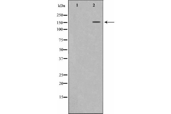 MRC2 抗体  (N-Term)