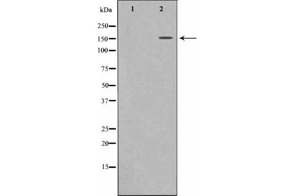 MRC2 Antikörper  (N-Term)