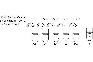 This picture shows the preparation of the positive control. (ROR2 ELISA 试剂盒)