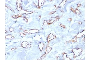 Formalin-fixed, paraffin-embedded human tonsil stained with CD34 Mouse Monoclonal Antibody (QBEnd/10).