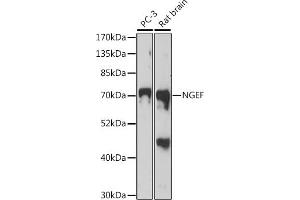 Western blot analysis of extracts of various cell lines, using NGEF antibody (ABIN7268882) at 1:1000 dilution. (NGEF 抗体  (AA 429-710))
