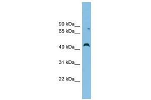CCBE1 antibody used at 1 ug/ml to detect target protein. (CCBE1 抗体  (Middle Region))