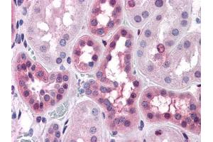 Immunohistochemical analysis of paraffin-embedded human Liver tissues using anti-BHMT mouse mAb (ERK1/2 抗体)