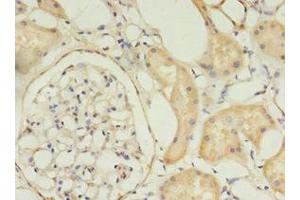 Immunohistochemistry of paraffin-embedded human kidney tissue using ABIN7159891 at dilution of 1:100 (TIMM1 (AA 1-90) 抗体)