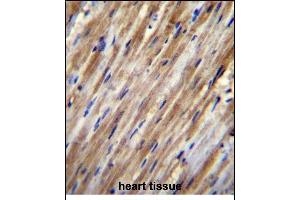 F2RL2 Antibody (N-term) (ABIN656222 and ABIN2845538) immunohistochemistry analysis in formalin fixed and paraffin embedded human heart tissue followed by peroxidase conjugation of the secondary antibody and DAB staining. (F2RL2 抗体  (N-Term))