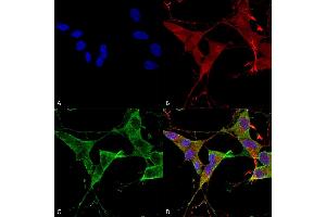 Immunocytochemistry/Immunofluorescence analysis using Mouse Anti-LAR/PTPRF Monoclonal Antibody, Clone S165-38 (ABIN1740993). (PTPRF 抗体  (AA 1315-1607) (FITC))