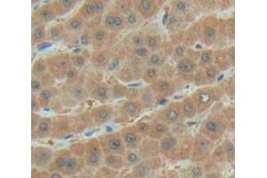 IHC-P analysis of Human Tissue, with DAB staining. (AGRN 抗体  (AA 1856-2045))