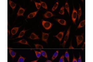 Immunofluorescence analysis of L929 cells using CTNNA3 Polyclonal Antibody at dilution of 1:100. (CTNNA3 抗体)