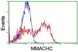 HEK293T cells transfected with either RC223846 overexpress plasmid (Red) or empty vector control plasmid (Blue) were immunostained by anti-MMACHC antibody (ABIN2455591), and then analyzed by flow cytometry. (MMACHC 抗体)