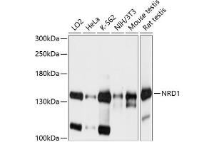 Western blot analysis of extracts of various cell lines, using NRD1 antibody  at 1:1000 dilution. (NRD1 抗体  (AA 160-400))