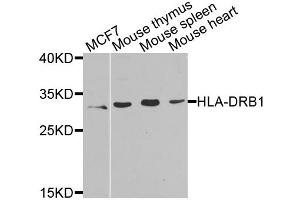 Western blot analysis of extracts of various cell lines, using HLA-DRB1 antibody. (HLA-DRB1 抗体)
