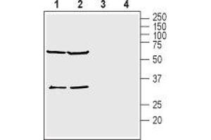 Western blot analysis of mouse brain lysates (lanes 1 and 3) and rat brain lysates (lanes 2 and 4): - 1,2. (KCNK15 抗体  (1st Extracellular Loop))
