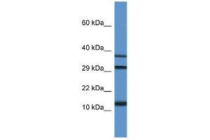 Western Blot showing Ubl3 antibody used at a concentration of 1. (UBL3 抗体  (C-Term))