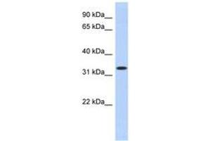 Image no. 1 for anti-metallophosphoesterase Domain Containing 2 (MPPED2) (AA 35-84) antibody (ABIN6743083) (MPPED2 抗体  (AA 35-84))