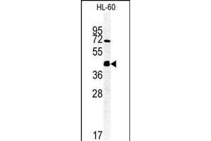Western blot analysis of FKBPL Antibody in HL-60 cell line lysates (35ug/lane) (FKBPL 抗体  (C-Term))