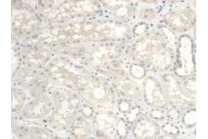 IHC-P analysis of Human Kidney Tissue, with DAB staining. (UGCG 抗体  (AA 39-171))