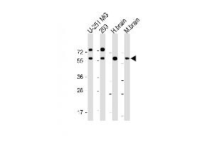All lanes : Anti-RGMB Antibody at 1:2000 dilution Lane 1: U-251 MG whole cell lysate Lane 2: 293 whole cell lysate Lane 3: Human brain lysate Lane 4: Mouse brain lysate Lysates/proteins at 20 μg per lane. (RGMB 抗体)