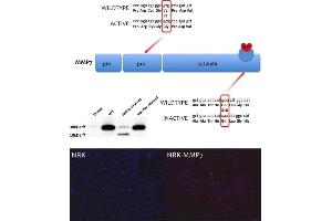 Generation of MMP-7 overexpressing cell lines. (MMP7 抗体  (C-Term))