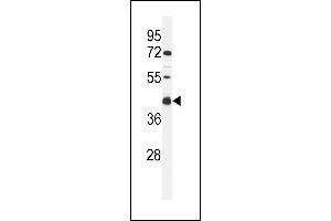Western blot analysis of C Antibody (C-term) (ABIN653956 and ABIN2843176) in MCF-7 cell line lysates (35 μg/lane). (C9ORF91 抗体  (C-Term))