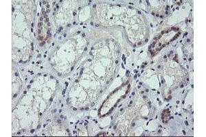 Image no. 2 for anti-Ring Finger Protein 39 (RNF39) antibody (ABIN1500723) (RNF39 抗体)