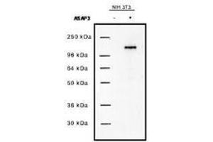 Image no. 1 for anti-ArfGAP with SH3 Domain, Ankyrin Repeat and PH Domain 3 (ASAP3) antibody (ABIN292730) (ASAP3 抗体)