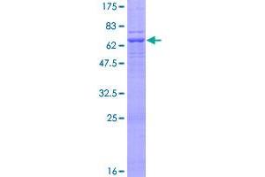 Image no. 1 for Poliovirus Receptor-Related 1 (Herpesvirus Entry Mediator C) (PVRL1) (AA 1-352) protein (GST tag) (ABIN1316936)